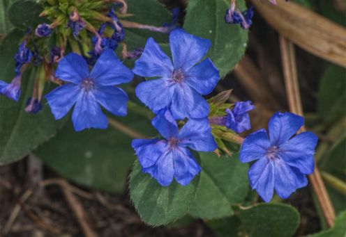 Ceratostigma-plumbaginoides-12.jpg