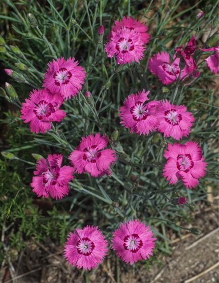 Dianthus-gratianopolitanus-2-1188x1536.jpg