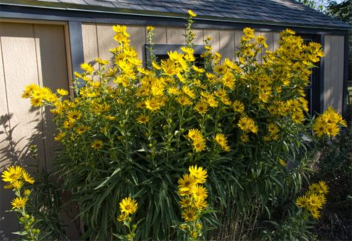 Helianthus-maximiliani-120.jpg