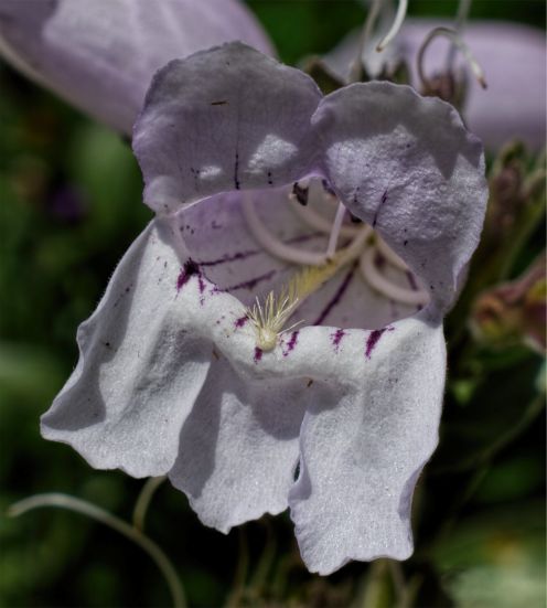 Penstemon-cobaea-184.jpg