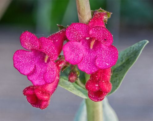 Penstemon-wrightii-2-120.jpg
