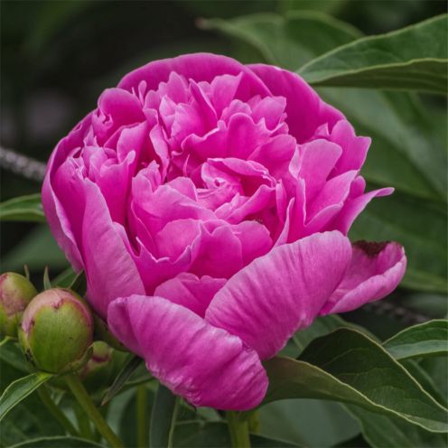 Peony-2-120.jpg