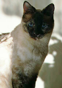 Precious-girl.jpg