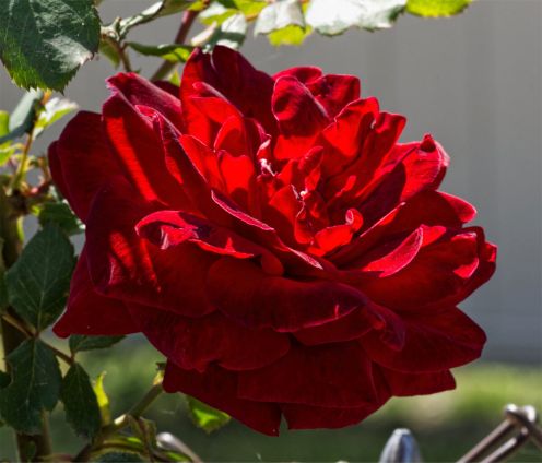 Rose-Don-Juan-120.jpg