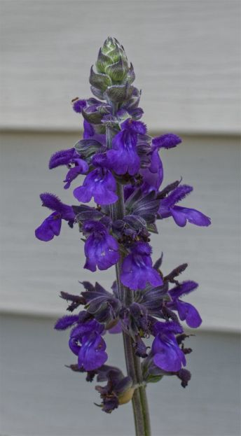 Salvia-Big-Blue-1-113.jpg