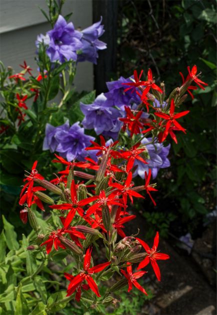 Silene-Platycodon-II-12.jpg