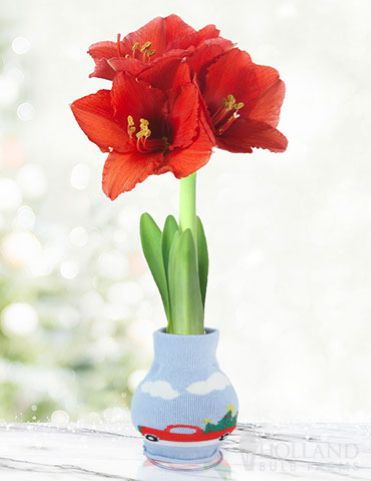 Truck-amaryllis.jpg