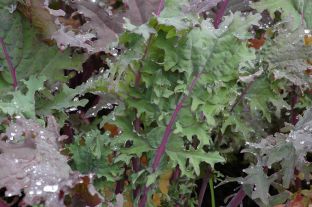 WinterRedKale.jpg