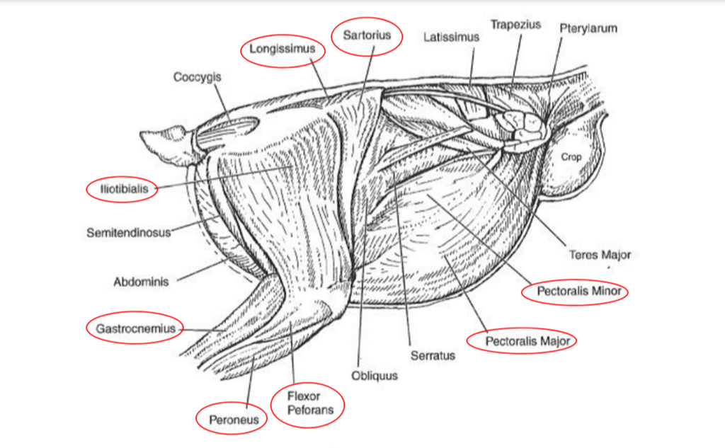 Fillet Muscle Food Thread: Chicken Femurs And Turgid Wine?