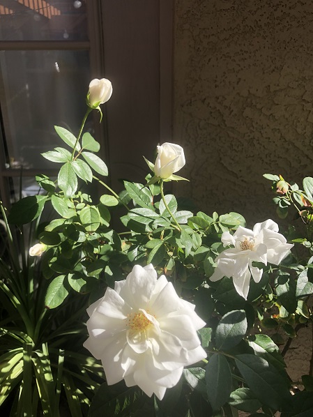 Hordes Roses Ace of Spades HQ