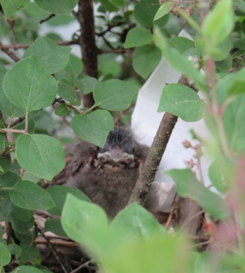 babybrothercardinal.JPG