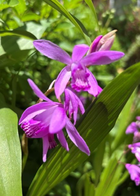 bletilla.jpg