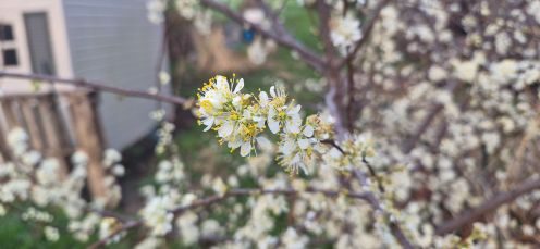 blossmmms.jpg