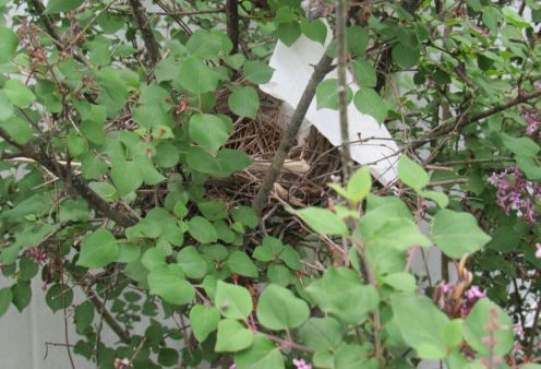 cardinal-nest.JPG