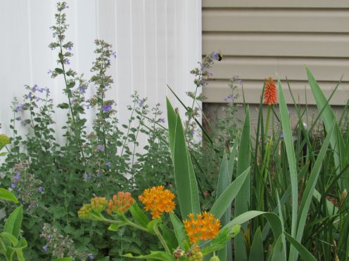 catmint.JPG