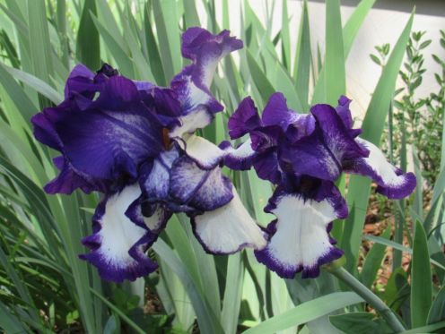 iris-broadway-lights.JPG