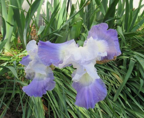 iris-clarence.JPG