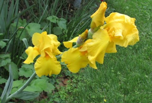 iris-gold.JPG