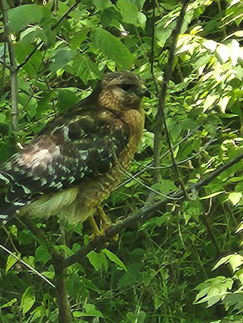 may26s-bird.jpg