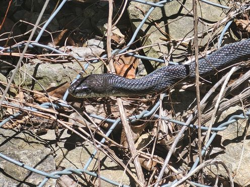 may26s-snake.jpg