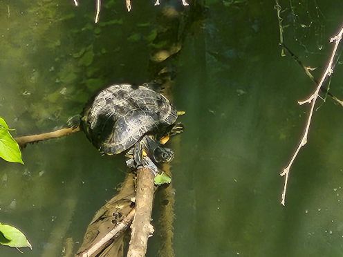 may26s-turtle.jpg