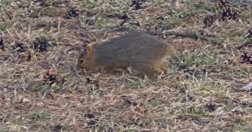 Squirrel Without Ace of Spades HQ