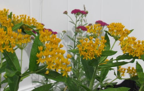 yellow-asclepias.JPG